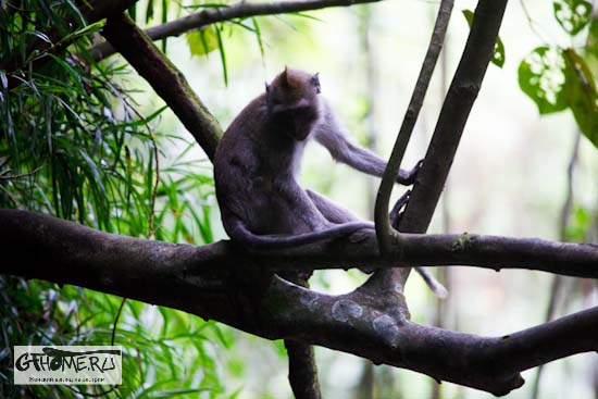 Monkey Forest в Убуде