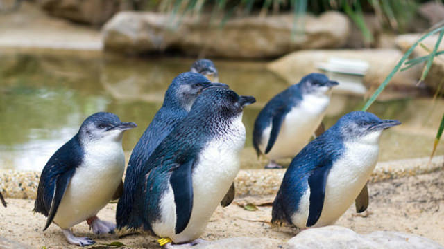 Австралийские пингвины