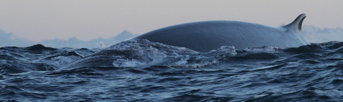 Морское приключение - снорклинг с китами