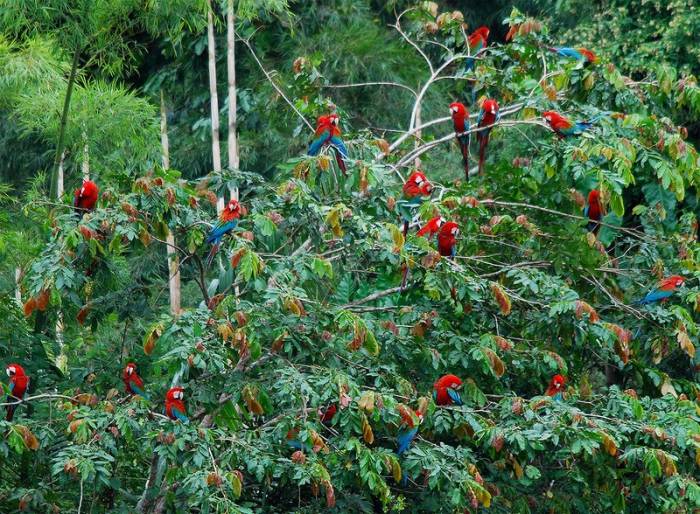 Попугаи в Амазонке