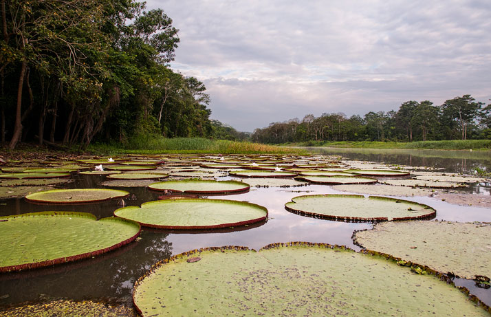 Огромные кувшинки на болоте в Амазонке