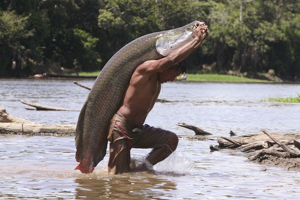 Большая рыба в Амазонке