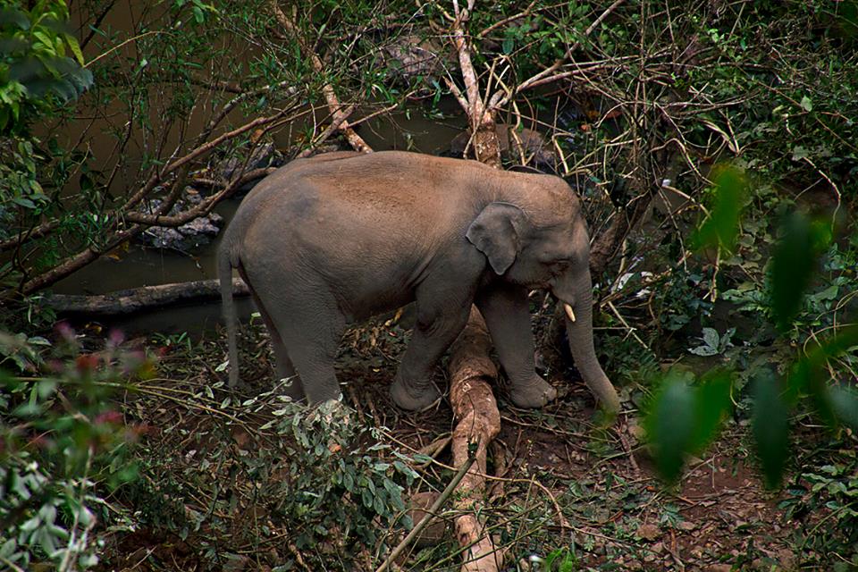 азиатские дикие слоны в лесу