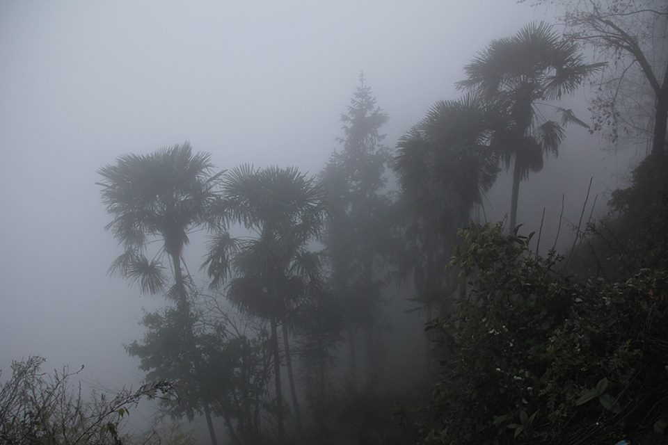 лес в тумане прекрасен