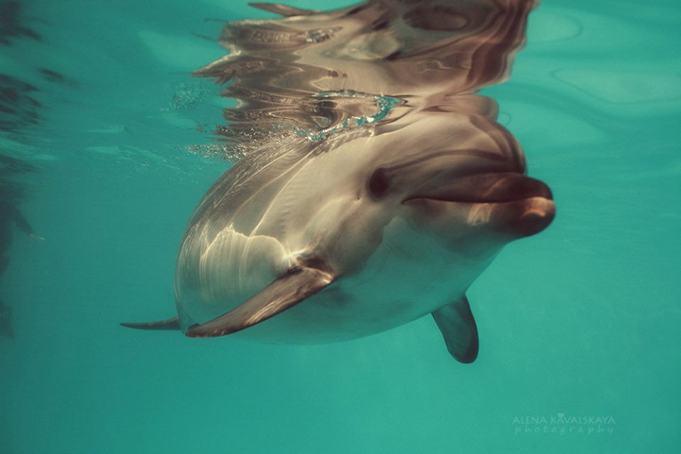 Бухта дельфинов. Свободный дельфинарий в море