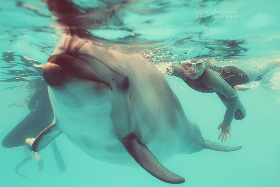 Дельфинарий в море свободный
