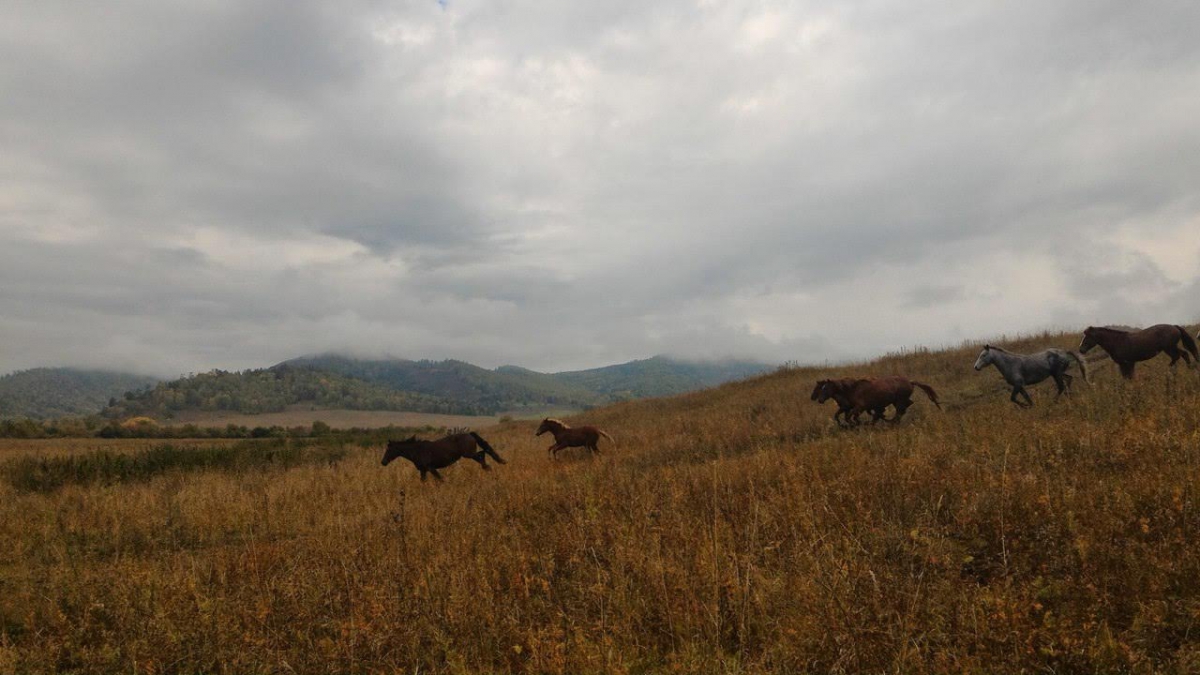 Экспедиция по целебным травам в Хакасии