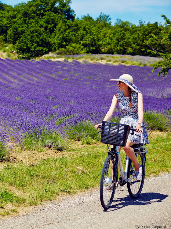 lavander_luberon_velotour.jpg