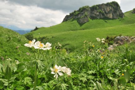 Альпийские луга