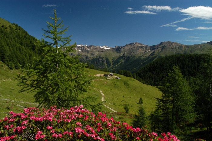 треккинг в Альпах