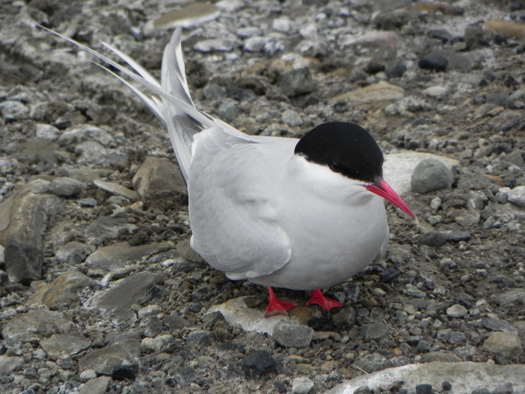 Птицы белого моря фото и название