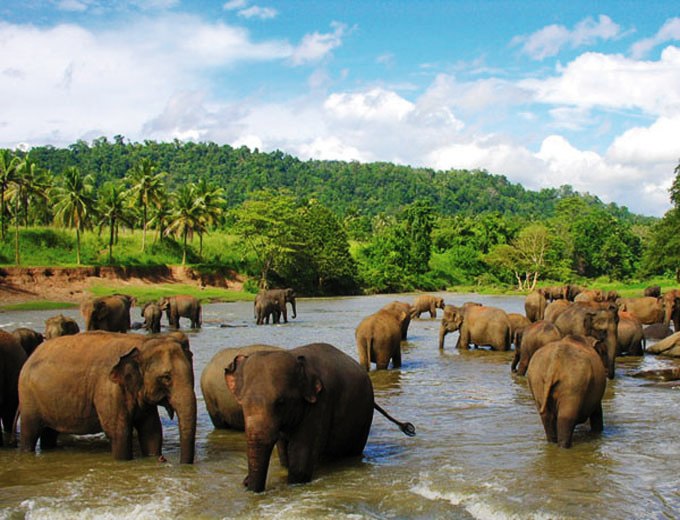 Шри-Ланка, слоны