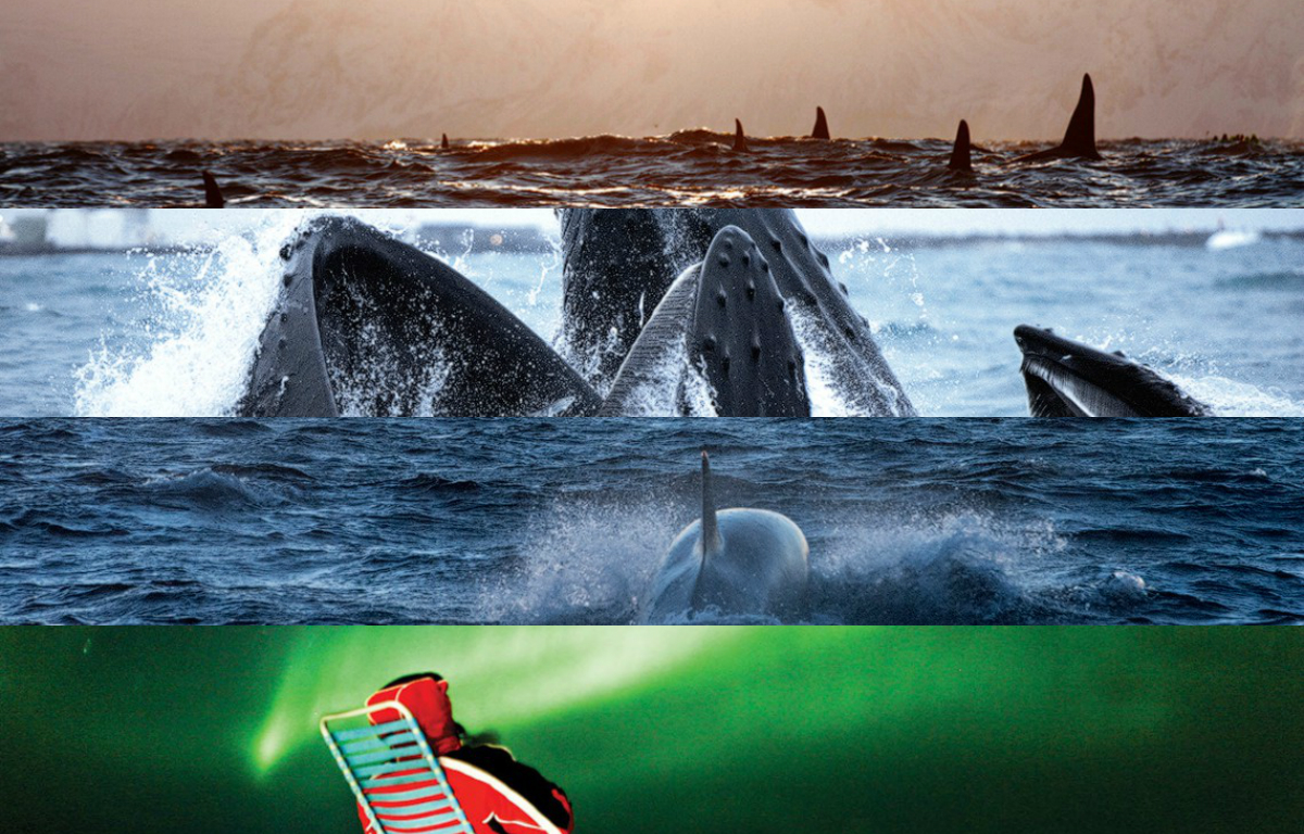 тур с китами
