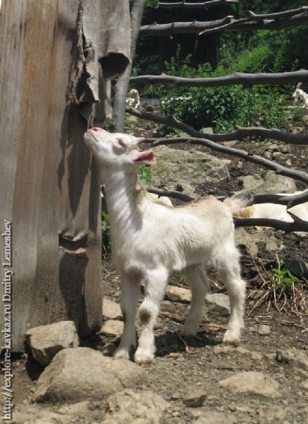 goat.jpg