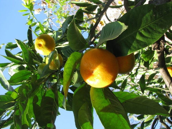 mandarin.jpg