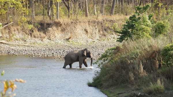 nepalgandzh._nac.park_bardiya.jpeg