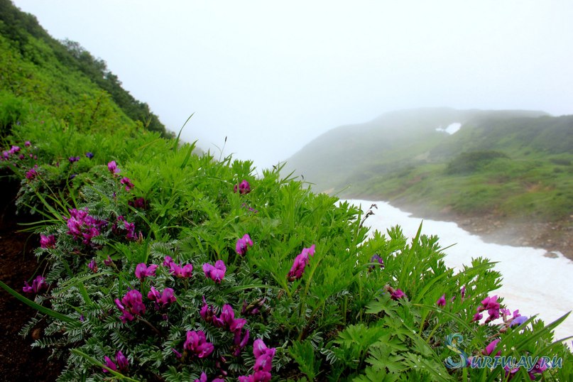 tury_na_kamchatku.jpg