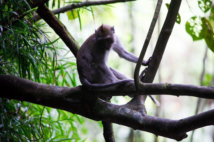 ubud-119_0.jpg