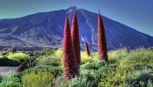 echium_wildpretii_teide_0_0.jpg