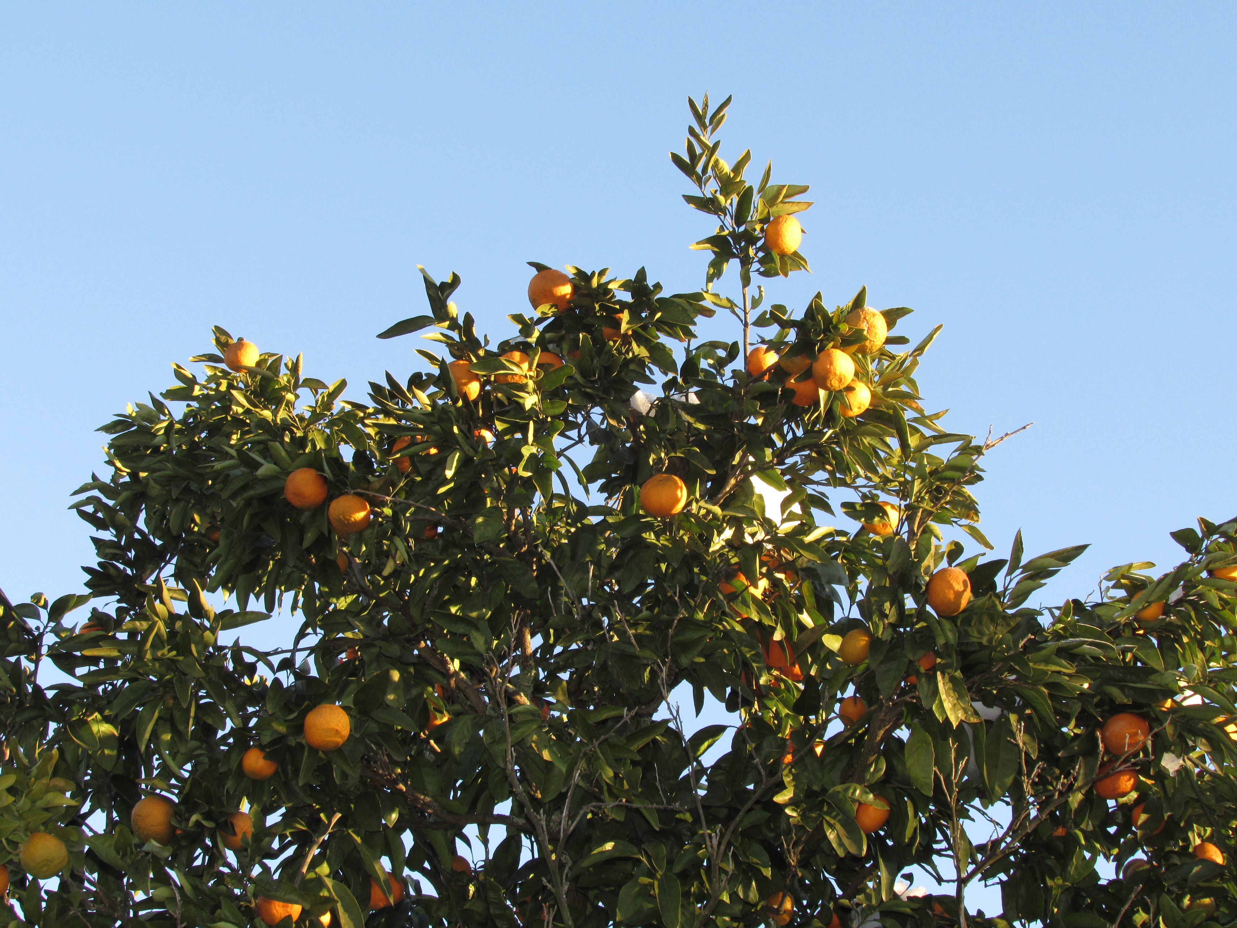 Мандарины питер. Как растут мандарины в Абхазии фото. Сбор мандаринов в Абхазии. Ягода смешанная лимон мандарин Абхазия.