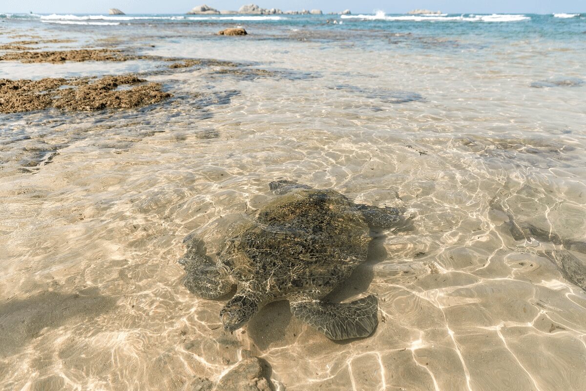 Унаватуна пляж с черепахами. Хиккадува Черепаший пляж. Хиккадува Шри Ланка Черепаший пляж. Хиккадува Шри Ланка черепахи. Пляж Хиккадува Шри Ланка черепахи.