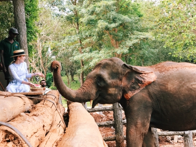 Пинавелла, кормление слона