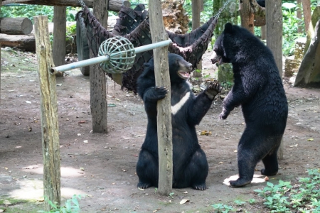 Центр по спасению и охране медведей, Луанг Прабанг